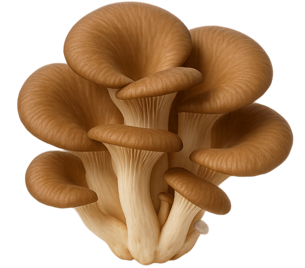 Mushroom side
