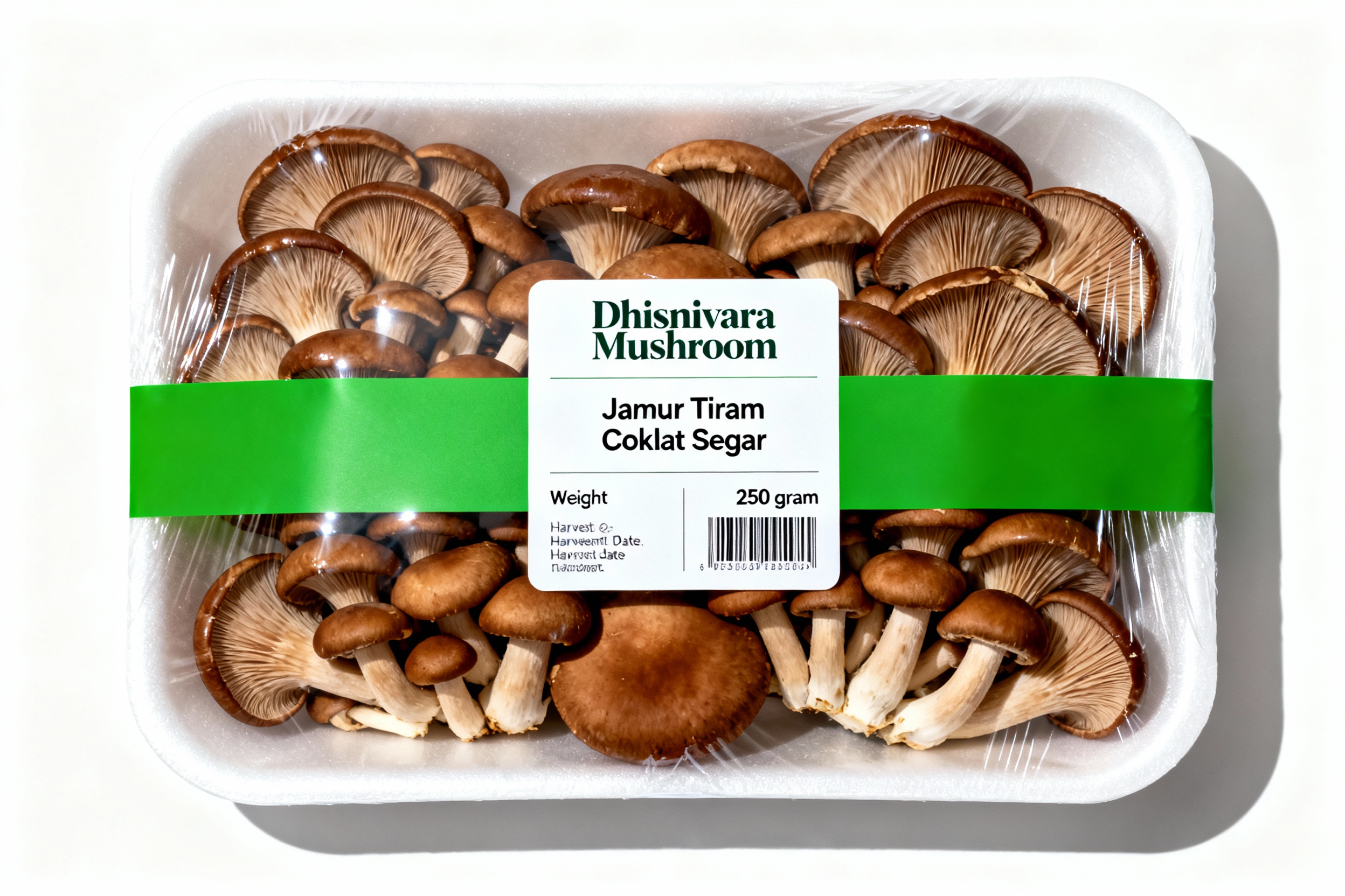 Jamur Tiram Coklat